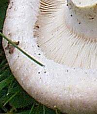 Gills of Lactarius pubescens