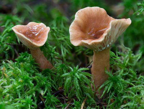 Lactarius tabidus, Birch Milkcap, Wales UK 