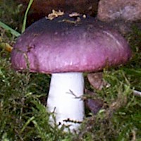 Convex young cap of the Purple Brittlegill