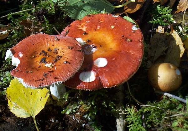 www.first-nature.com/fungi/images/russulaceae/russula-aurea1.jpg