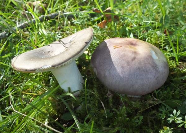 Russula cyanoxantha, Charcoal Burner mushrooms, Devon, England