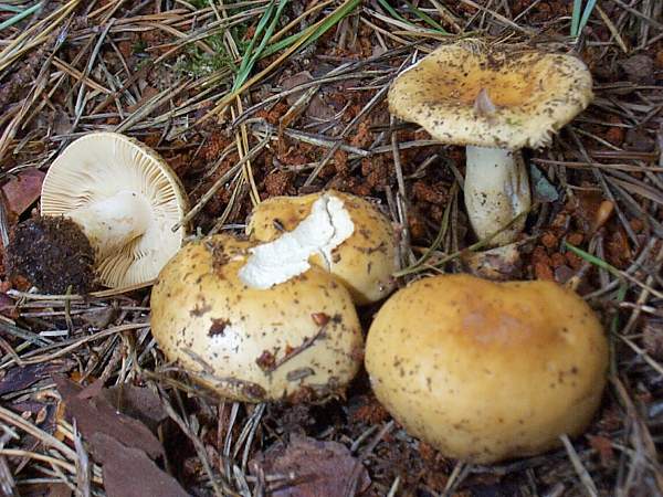 www.first-nature.com/fungi/images/russulaceae/russula-farinipes2.jpg