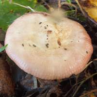 www.first-nature.com/fungi/images/russulaceae/russula-gracillima2.jpg