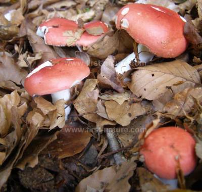 www.first-nature.com/fungi/images/russulaceae/russula-nobilis6.jpg