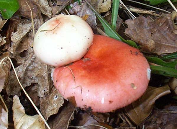 www.first-nature.com/fungi/images/russulaceae/russula-nobilis7.jpg