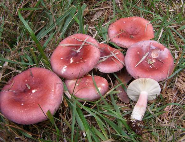 www.first-nature.com/fungi/images/russulaceae/russula-rosea2.jpg