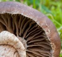 Gills of Cyclocybe erebia, copyright Dave Kelly