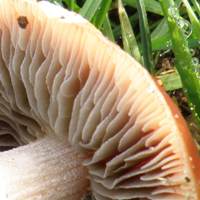 Gills of Leratiomyces ceres, the Redlead Roundhead