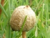 Psilocybe semilanceata - magic Mushrooms