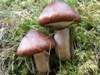 Stropharia hornemannii - Conifer Roundhead