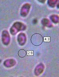 Spores of Clitocybe rivulosa