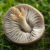 Cap of Dermoloma cuneifolium, Crazed Cap mushroom