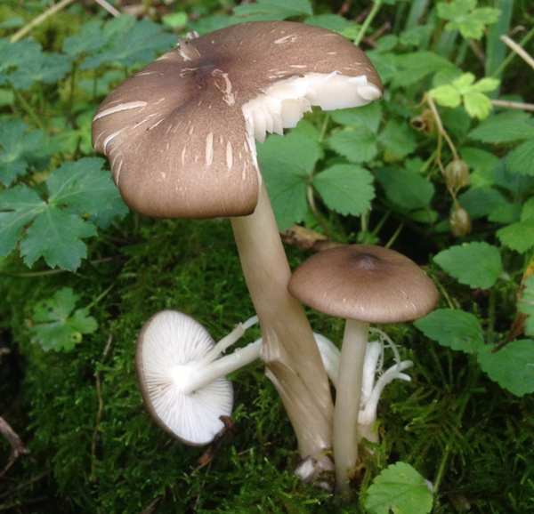 Megacollybia platyphylla - Whitelaced Shank, a tufted group