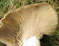 Gills and stem of Tricholoma sejunctum - Deceiving Knight 