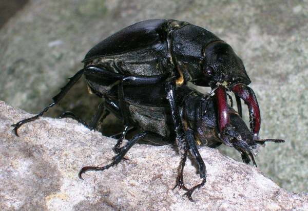 Mating Stag Beetles