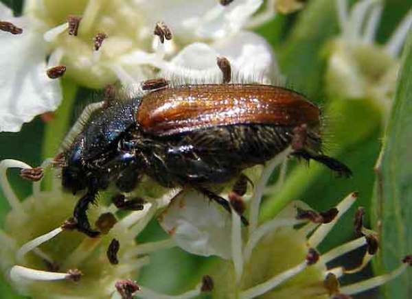 Phyllopertha horticola, Garden Chafer Beetle