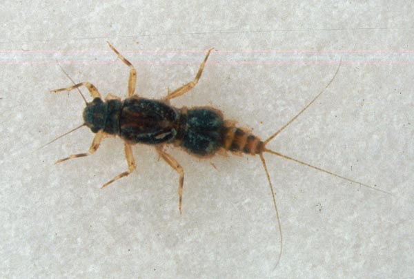 Nymph of Caenis horaria