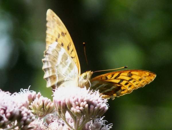 Silver Washed Fritillary Butterfly, Argynnis papohia - underside of wings on Hemp Agrimony, France
