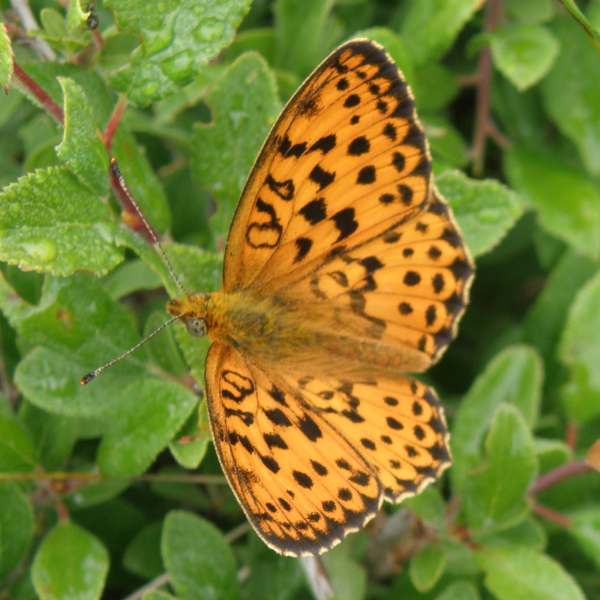 Marbled Fritillary butterfly, Brenthis daphne, Bulgaria