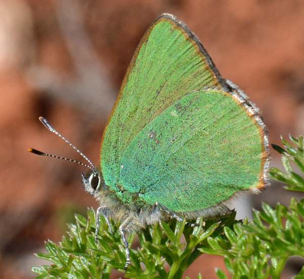 Callophrys rubi - Green Hairstreak butterfly