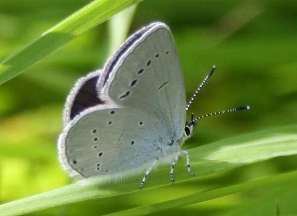 Small Blue butterfly, male, wings closed