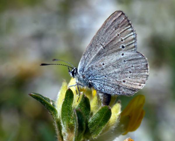 Female Small Blue butterfly laying eggs