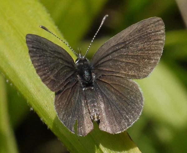 female Small Blue butterfly, open-wing view
