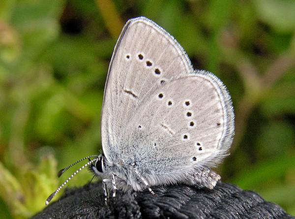 Closed-wing view of a Small Blue butterfly