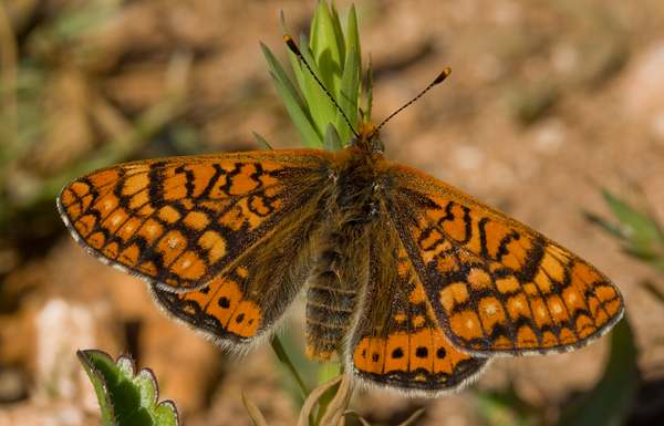 The Marsh Fritillary Butterfly