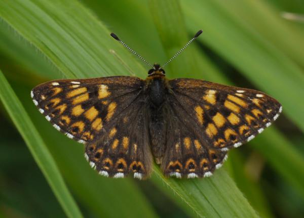 Duke of Burgundy, with wings open