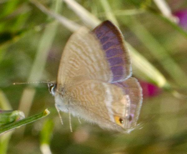 Long-tailed Blue Butterfly, Lampides boeticus, Algarve