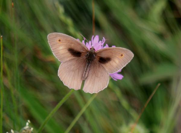 Meadow Brown butterfly, Portugal