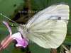 Green-veined white butterfly, Pieris napi
