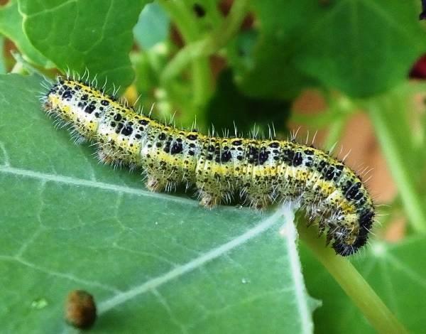 Caterpillar of the Small White butterfly