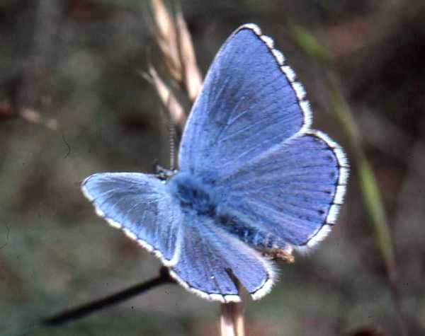 Adonis Blue butterfly, Polyommatus bellargus (male)