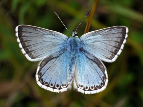 Chalkhill Blue butterfly