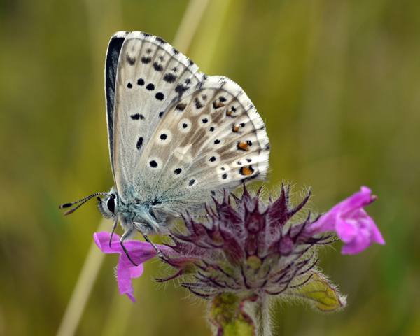 Male Chalkhill Blue butterfly