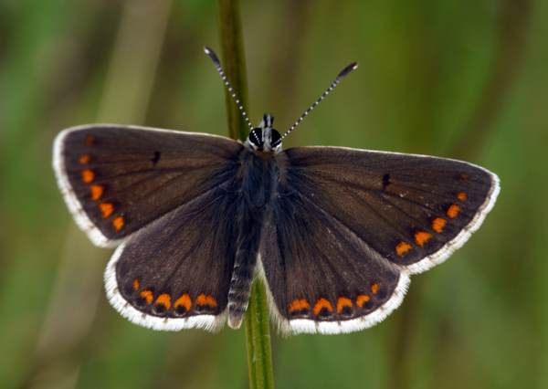 Female Chalkhill Blue butterfly