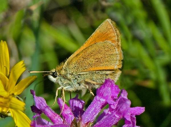 Small Skipper, side vew showing antennae colouring