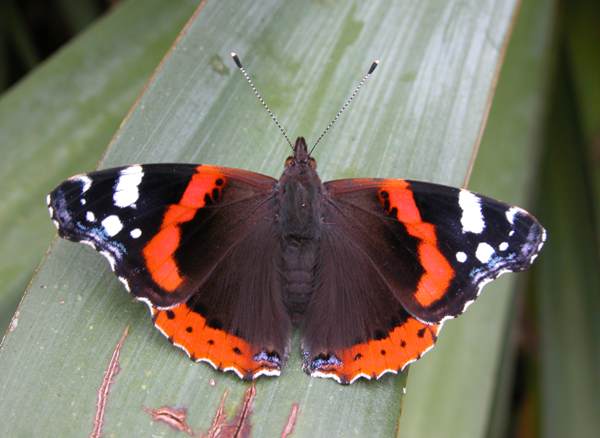 Red Admiral, open-wing (dorsal) view