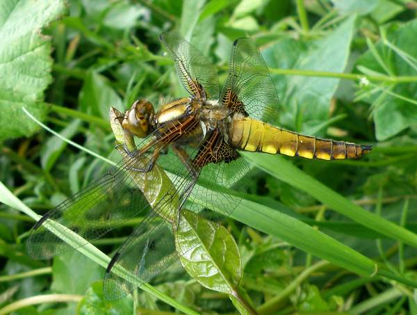 Female broad-bodied chaser at rest