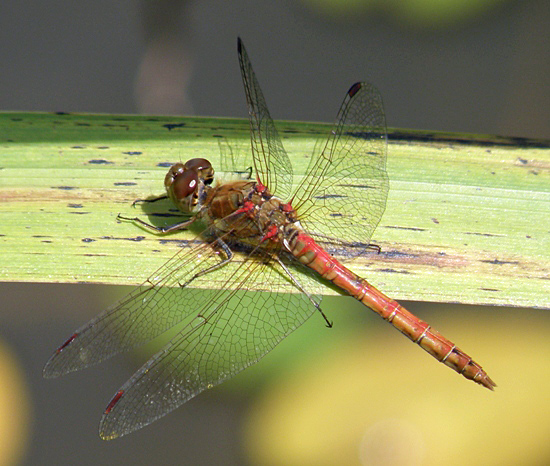 Common red darter dragonfly (male)