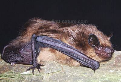Epstesicus serotinus, Serotine Bat