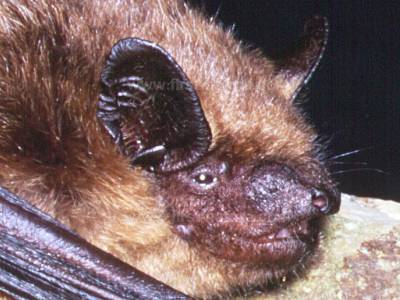 Closeup of head of Epstesicus serotinus, Serotine Bat