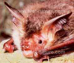 Bechstein's bat in close-up
