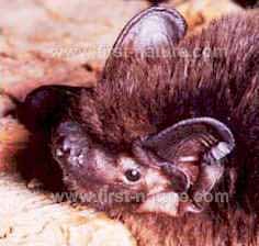 Leisler's bat in close-up