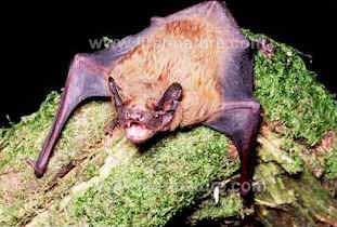 Noctule bat