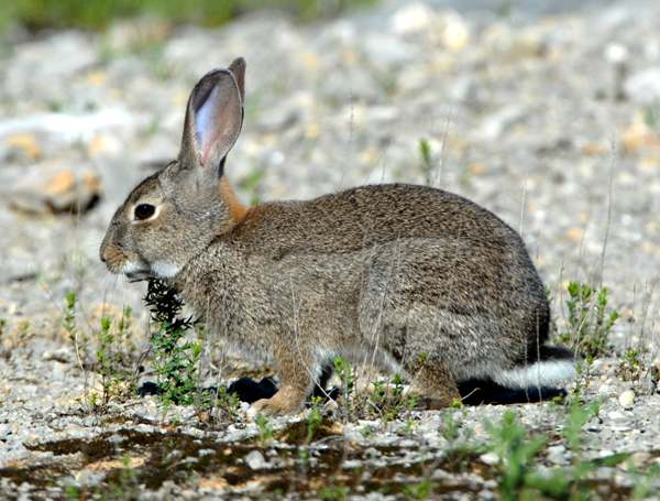 Rabbit on Skomer island, west Wales