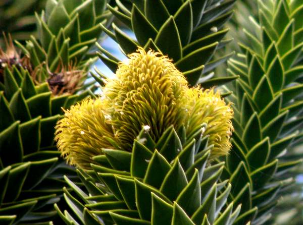 Male flower of a Monkey Puzzle tree