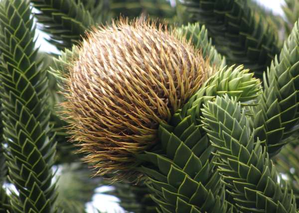 Female flower of a Monkey Puzzle tree